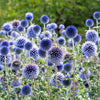 25 Blue GLOBE THISTLE Echinops Ritro Southern Globethistle Pollinator Flower Seeds