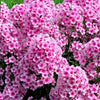 10 TALL GARDEN PHLOX Paniculata Mixed Colors 'New Hybrids Mix' Flower Seeds