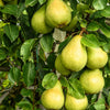 25 EUROPEAN PEAR TREE Pyrus Communis Fruit Seeds - White Flowers / Green Fruit