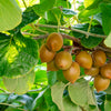 50 GOLDEN KIWI FRUIT Yellow Actinidia Chinensis Kiwifruit Chinese Gooseberry Flower Vine Seeds