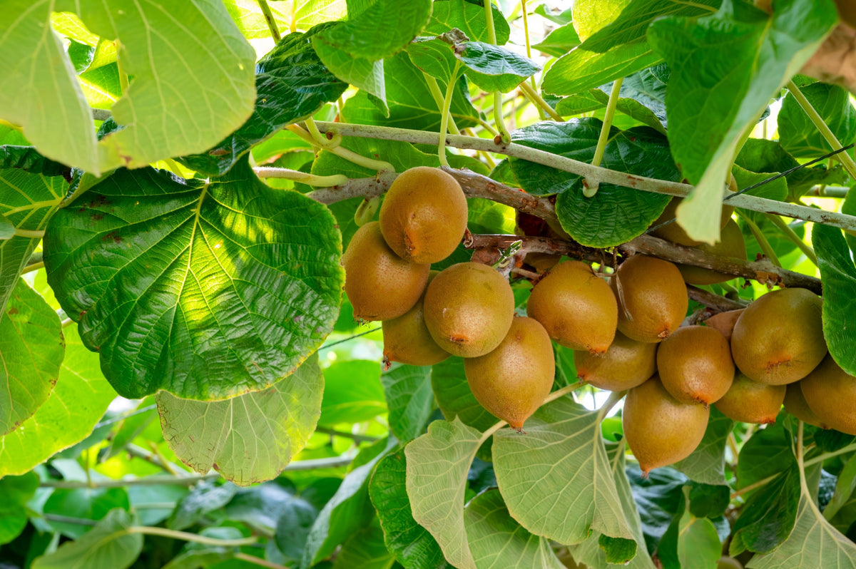 Golden Kiwi Fruit Seeds – Yellow Actinidia Chinensis Kiwifruit Chinese Gooseberry Flower Vine – photo 3