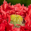 Red Oase Peony Poppy Seeds – Papaver Peoniflorum Double Flower – photo 5