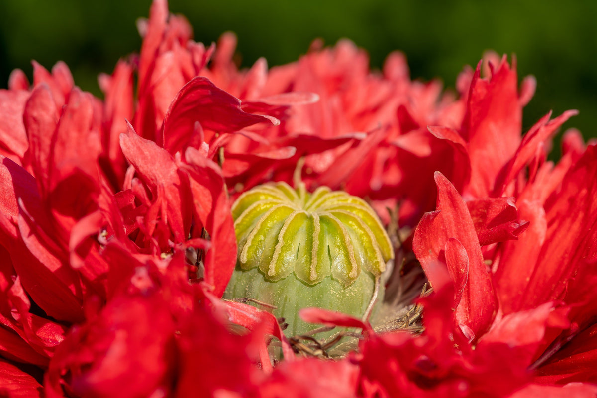 Red Oase Peony Poppy Seeds – Papaver Peoniflorum Double Flower – photo 5