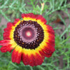 100 GERMAN FLAG DAISY Chrysanthemum Carinatum Tricolor Painted Red Yellow Black Flower Seeds