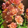 25 Double MADAME BUTTERFLY SNAPDRAGON Mixed Colors Antirrhinum Majus Flower Seeds