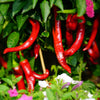 25 JIMMY NARDELLO PEPPER Sweet Red Italian Capsicum Annuum Vegetable Seeds