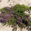 100 Walk On Me CREEPING THYME Thymus Serpyllum Herb Flower Seeds