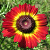 100 GERMAN FLAG DAISY Chrysanthemum Carinatum Tricolor Painted Red Yellow Black Flower Seeds