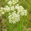 White Worled (Horesetail) Milkweed Asclepias Verticillata Flower Seeds – photo 7