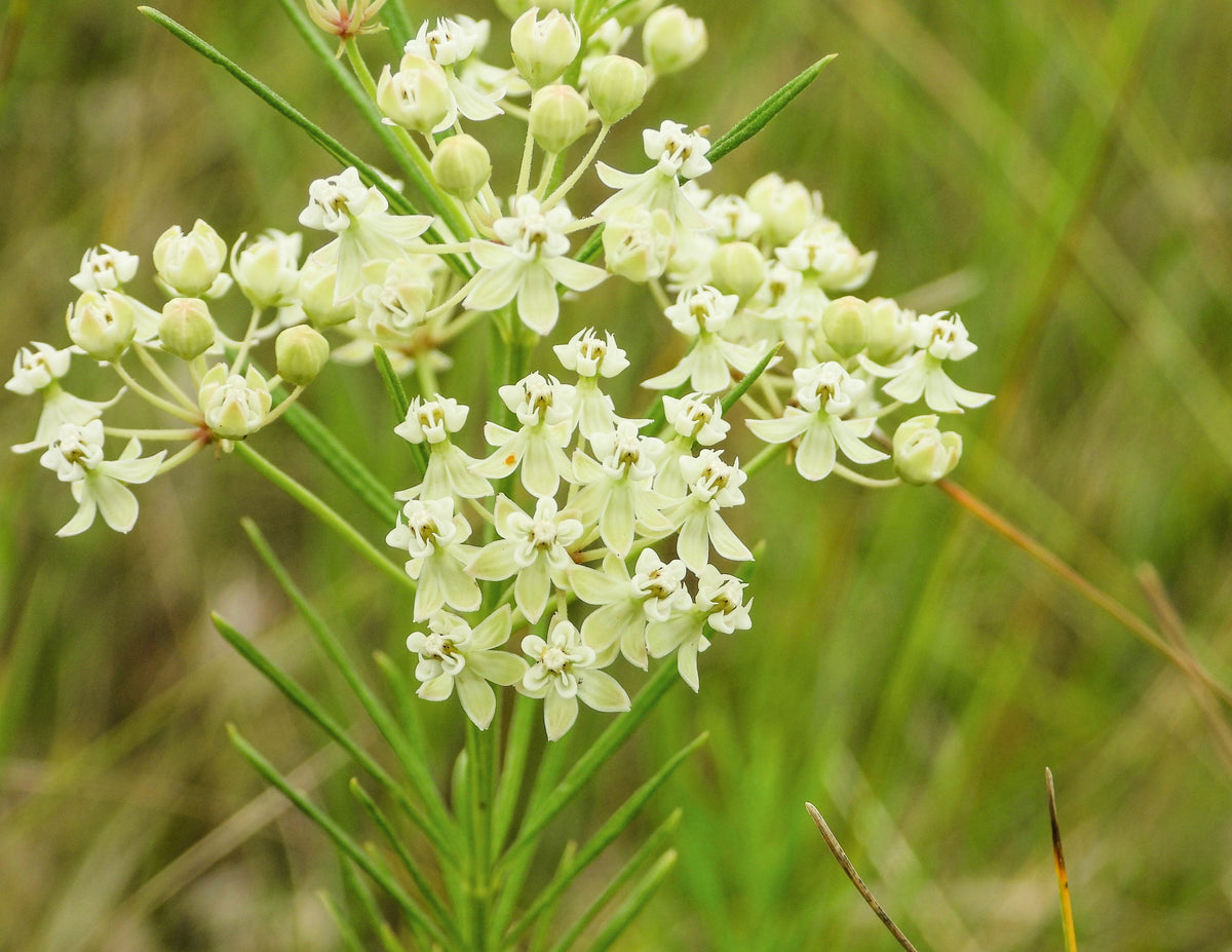 White Worled (Horesetail) Milkweed Asclepias Verticillata Flower Seeds – photo 7