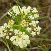 White Worled (Horesetail) Milkweed Asclepias Verticillata Flower Seeds – photo 4