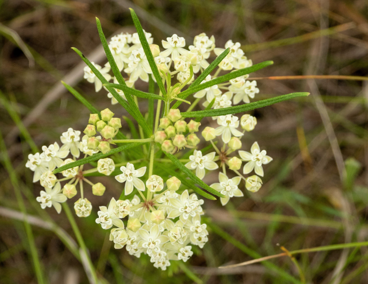 White Worled (Horesetail) Milkweed Asclepias Verticillata Flower Seeds – photo 4