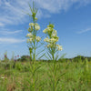 White Worled (Horesetail) Milkweed Asclepias Verticillata Flower Seeds – photo 5