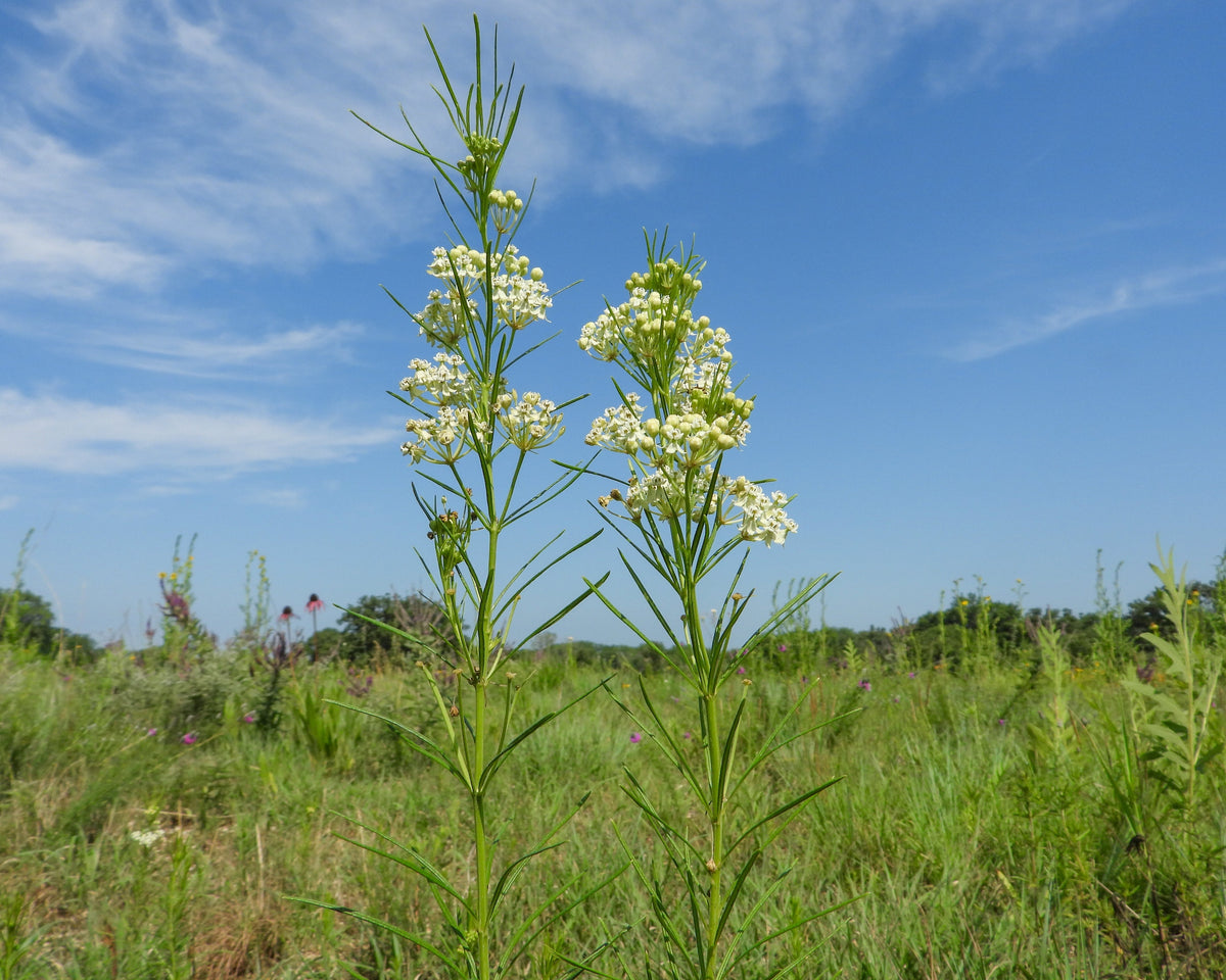 White Worled (Horesetail) Milkweed Asclepias Verticillata Flower Seeds – photo 5