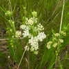 White Worled (Horesetail) Milkweed Asclepias Verticillata Flower Seeds – photo 6