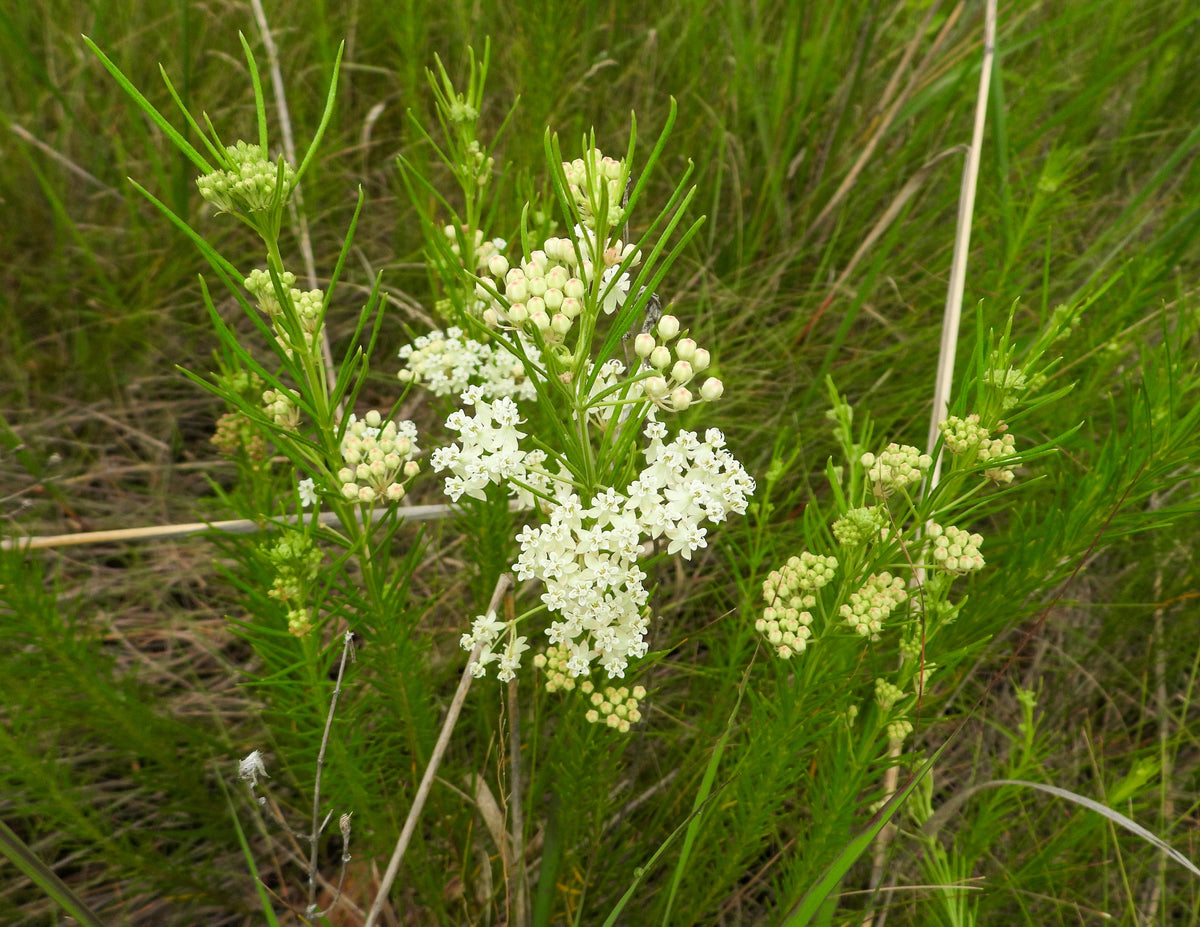White Worled (Horesetail) Milkweed Asclepias Verticillata Flower Seeds – photo 6