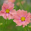 20 APRICOTTA COSMOS Bipinnatus Apricot & Rose Pink Bicolor Flower Seeds