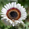 50 WHITE Zulu Prince CAPE DAISY Venidium Fastuosum Alba Flower Seeds