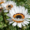50 WHITE Zulu Prince CAPE DAISY Venidium Fastuosum Alba Flower Seeds
