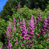 50 ROSE DOUGLAS SPIREA Pink Hardhack Steeple Bush Spiraea Douglasii Flower Shrub Seeds