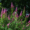50 ROSE DOUGLAS SPIREA Pink Hardhack Steeple Bush Spiraea Douglasii Flower Shrub Seeds
