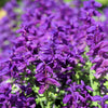 50 BLUE Monday CLARY SAGE Salvia Viridis Horminum Herb Flower Seeds