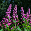 50 ROSE DOUGLAS SPIREA Pink Hardhack Steeple Bush Spiraea Douglasii Flower Shrub Seeds
