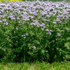 300 PURPLE TANSY Lacy Fiddleneck Phacelia Tanacetifolia Flower Seeds