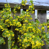 20 GOLDEN CURRANT SHRUB Black Fruit Yellow Flower Ribes Chrysobotrya Aurea Seeds