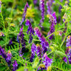 100 HAIRY CROWN VETCH (Russian Vetch) Vicia Villosa Flower Vine Seeds