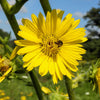 10 Yellow COMPASS PLANT Silphium Laciniatum Prairie Compassplant 4" Flower Seeds