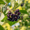 30 PURPLE CHOKEBERRY Aronia Prunifolia White Flower Fruit Shrub Seeds