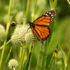 200 RATTLESNAKE MASTER / Button Snakeroot  Eryngium Yuccifolium Flower Seeds