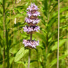 200 PURPLE WOOD MINT Blephilia Ciliata Downy Pagoda Horsemint Herb Flower Seeds