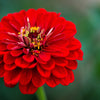 250 Red CHERRY QUEEN ZINNIA Elegans Flower Seeds