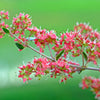 20 Common HENNA Mehandi Dye Plant Lawsonia Inermis Tattoo Flower Tree Seeds