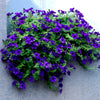 100 DWARF Alderman BLUE PETUNIA Nana Compacta Purple Flower Seeds