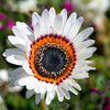 50 WHITE Zulu Prince CAPE DAISY Venidium Fastuosum Alba Flower Seeds