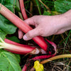 25 GLASKINS PERPETUAL RHUBARB (Pieplant) Rheum Rhabarbarum Fruit Vegetable Seeds