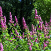 50 ROSE DOUGLAS SPIREA Pink Hardhack Steeple Bush Spiraea Douglasii Flower Shrub Seeds