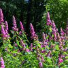 50 ROSE DOUGLAS SPIREA Pink Hardhack Steeple Bush Spiraea Douglasii Flower Shrub Seeds