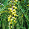 10 INDIAN GOOSEBERRY Phyllanthus Emblica Emblic Edible Fruit Tree Seeds
