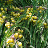10 INDIAN GOOSEBERRY Phyllanthus Emblica Emblic Edible Fruit Tree Seeds