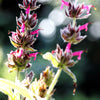 10 Organic California HUMMINGBIRD SAGE Salvia Spathacea Magenta Red Flower Herb Seeds