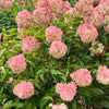 50 PEE GEE HYDRANGEA Paniculata Peegee Panicle White Pink Flower Shrub Seeds