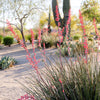 1000 Bulk RED YUCCA Hesperaloe Parviflora Hummingbird Coral Yucca Flower Seeds