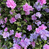 10 Purple Double ROSE Of SHARON Hibiscus Syriacus Flower Tree Shrub Seeds
