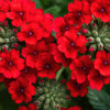 50 SCARLET VERBENA Red Nana Compacta Fragrant Flower Seeds