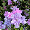 10 Purple Double ROSE Of SHARON Hibiscus Syriacus Flower Tree Shrub Seeds