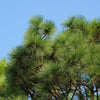 5 Pine Nut ITALIAN STONE PINE Pinus Pinea Umbrella Tree Seeds